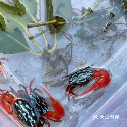 【花鸟鱼虫】电话,地址,价格,营业时间(图) - 天津购物