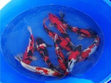 花鸟鱼虫