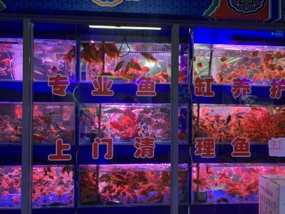 新官园花鸟鱼虫市场