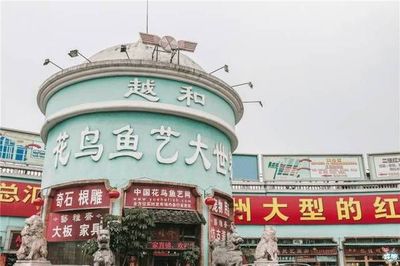 广州芳村花鸟鱼虫市场还在不在营业:广州芳村花鸟鱼虫市场