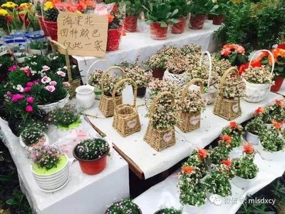 有一个地方能让你脱离世俗,飞升花神--济南国际鲜花港