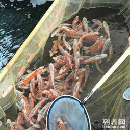 宜昌绿萝路 加油站对面金龙水族 观赏鱼养殖场 精品