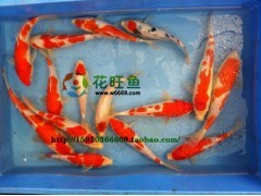 纯种日本锦鲤 风水鱼 观赏鱼 花鸟鱼虫网 锦鲤鱼苗批发