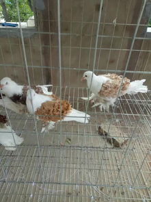 苏州精品马甲芙蓉鸽子价格