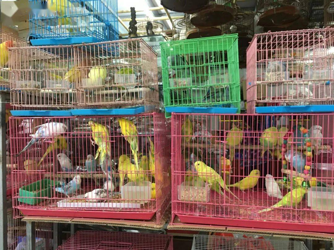 一个70后的文化记忆:文化卷——官园花鸟鱼虫市场