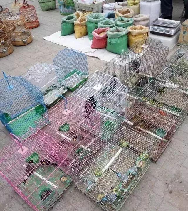 北京昌平最大的集市,特色小吃,花鸟鱼虫,来感受一下