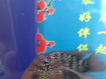 图 观赏鱼价格200 北京花鸟鱼虫