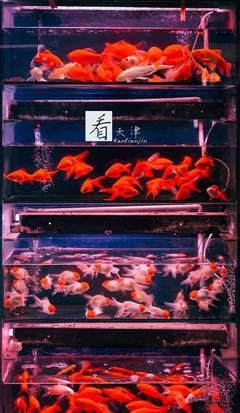 实拍天津宝鸡道花鸟鱼虫市场,包罗万象!细逛了一番真心很美!
