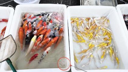 北市场花鸟鱼市场