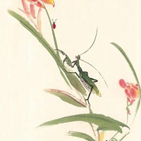 花鸟鱼虫微信头像