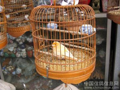 广州芳村花鸟鱼虫市场(续)