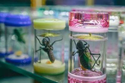 实拍天津宝鸡道花鸟鱼虫市场,包罗万象!细逛了一番真心很美!