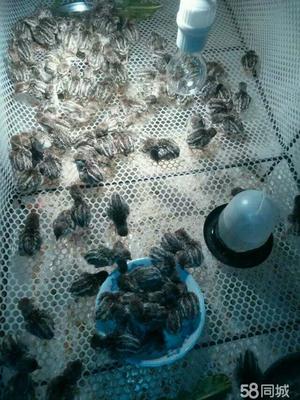 【图】鹧鸪鹧鸪半大仔鹧鸪小仔蛋 - 崇州花鸟鱼虫 - 成都58同城