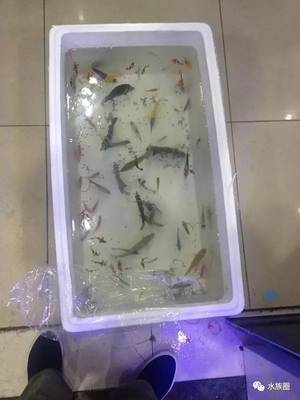 带你逛遍全北京的水族市场!