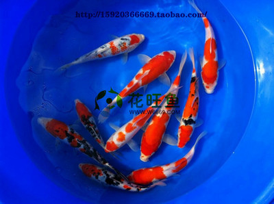 找广州花旺鱼花鸟鱼虫宠网的花鸟鱼虫网 孔雀 昭和 丹顶 红白锦鲤批发 广州花旺鱼价格、图片、详情,上一比多_一比多产品库