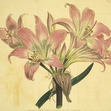 画些花鸟鱼虫