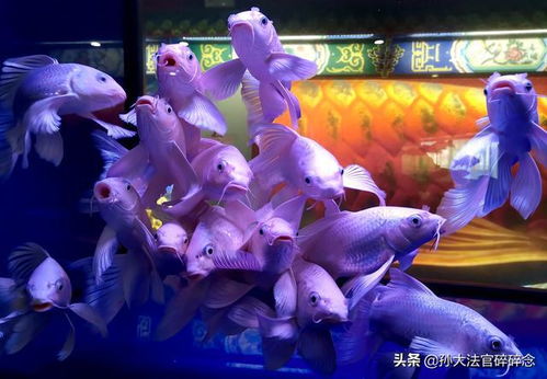 中环花鸟鱼虫市场