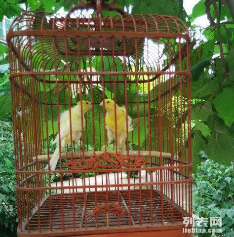 【图】黄色芙蓉鸟6个月_鞍山花鸟鱼虫_鞍山列表网