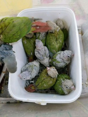 【图】低价出售自家繁殖的小太阳 可爱亲人_北京花鸟鱼虫_北京列表网