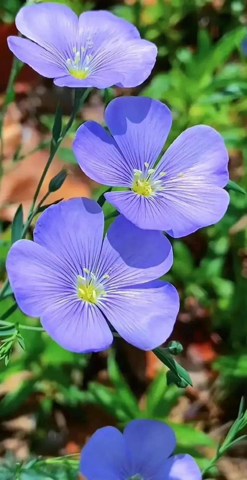 花鸟鱼虫