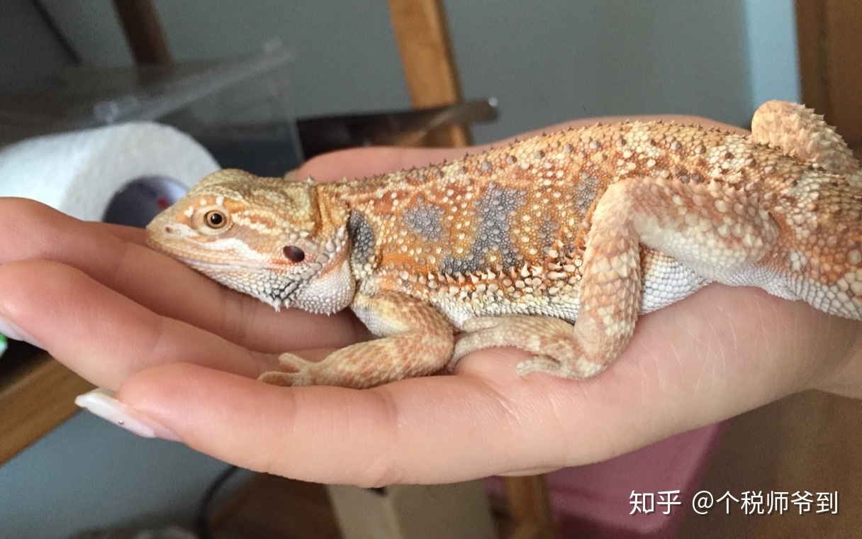 当代男人烧钱行为大赏:游戏、手办、球鞋、盲盒and数码产品
