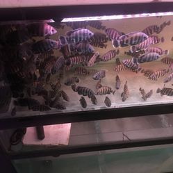 中环花鸟鱼虫市场
