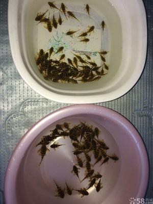【图】黄金斑马皇后迷宫细雪 - 沙河口南沙花鸟鱼虫 - 大连58同城