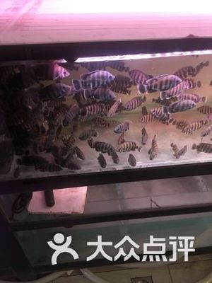 中环花鸟鱼虫市场
