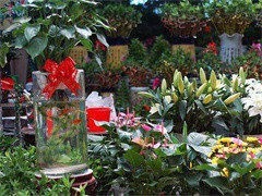 北京昌平花鸟鱼虫