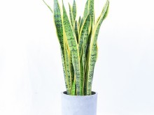 武汉南湖花鸟鱼虫