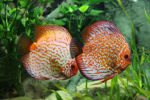 风向丨33款水族相关进口产品获批进入中国
