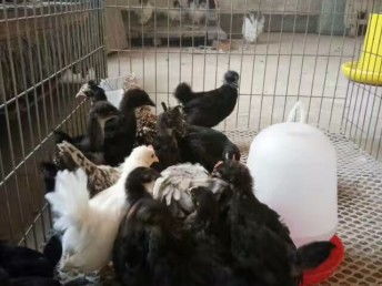 图 哪里有观赏鸡精品黑银多少钱一对 重庆花鸟鱼虫