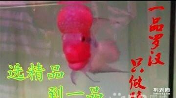 一品罗汉批发零售5a级精品罗汉