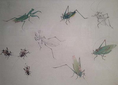 跟谢稚柳大师学画花鸟鱼虫,《花鸟画谱》重编再版