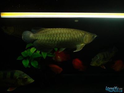 广州鱼缸哪里买最便宜的鱼竿:广州花鸟鱼虫市场价格