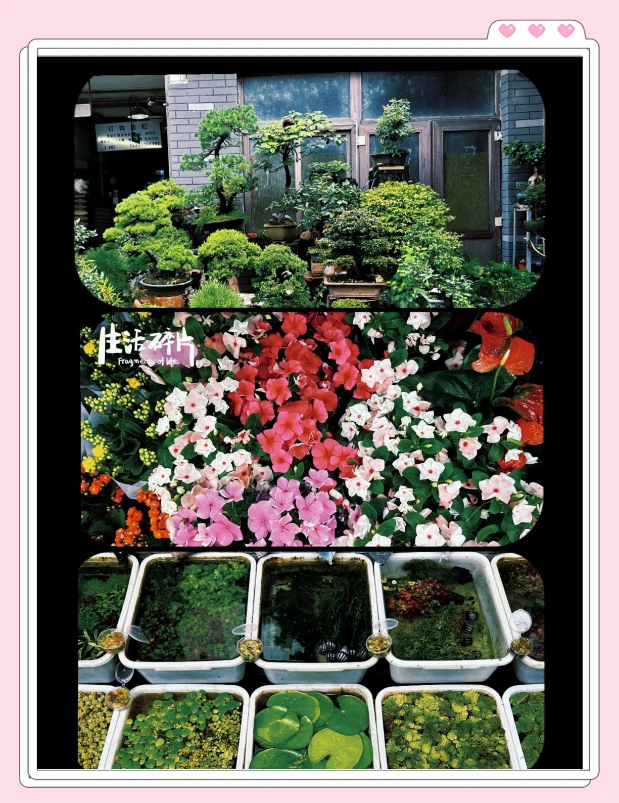 探秘青石桥花鸟鱼虫市场