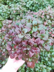 广州可靠的吴氏大红叶大托水草提供商 红椒水草经销