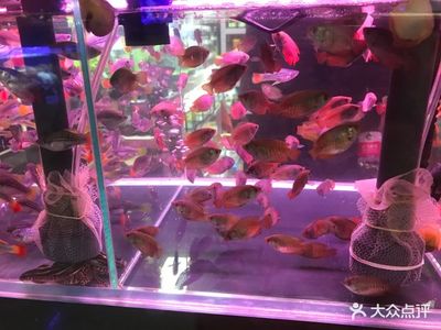 广源工艺品市场花鸟鱼虫文玩